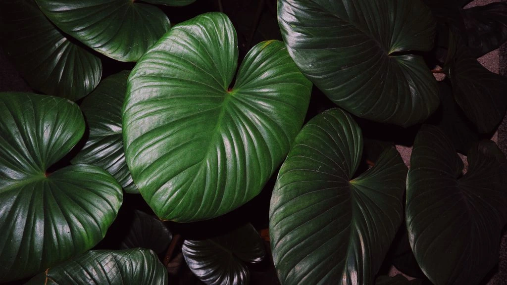 Tropische kas van Plantencentrum Exotica in Brasschaat
