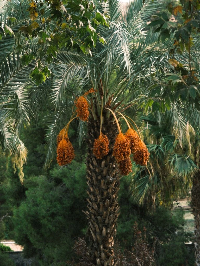 Phoenix canariensis in de kwekerij