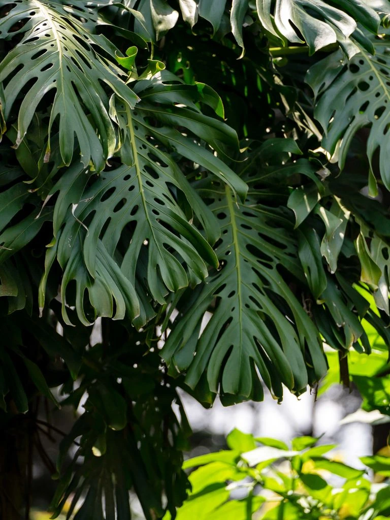 Monstera deliciosa als kamerplant