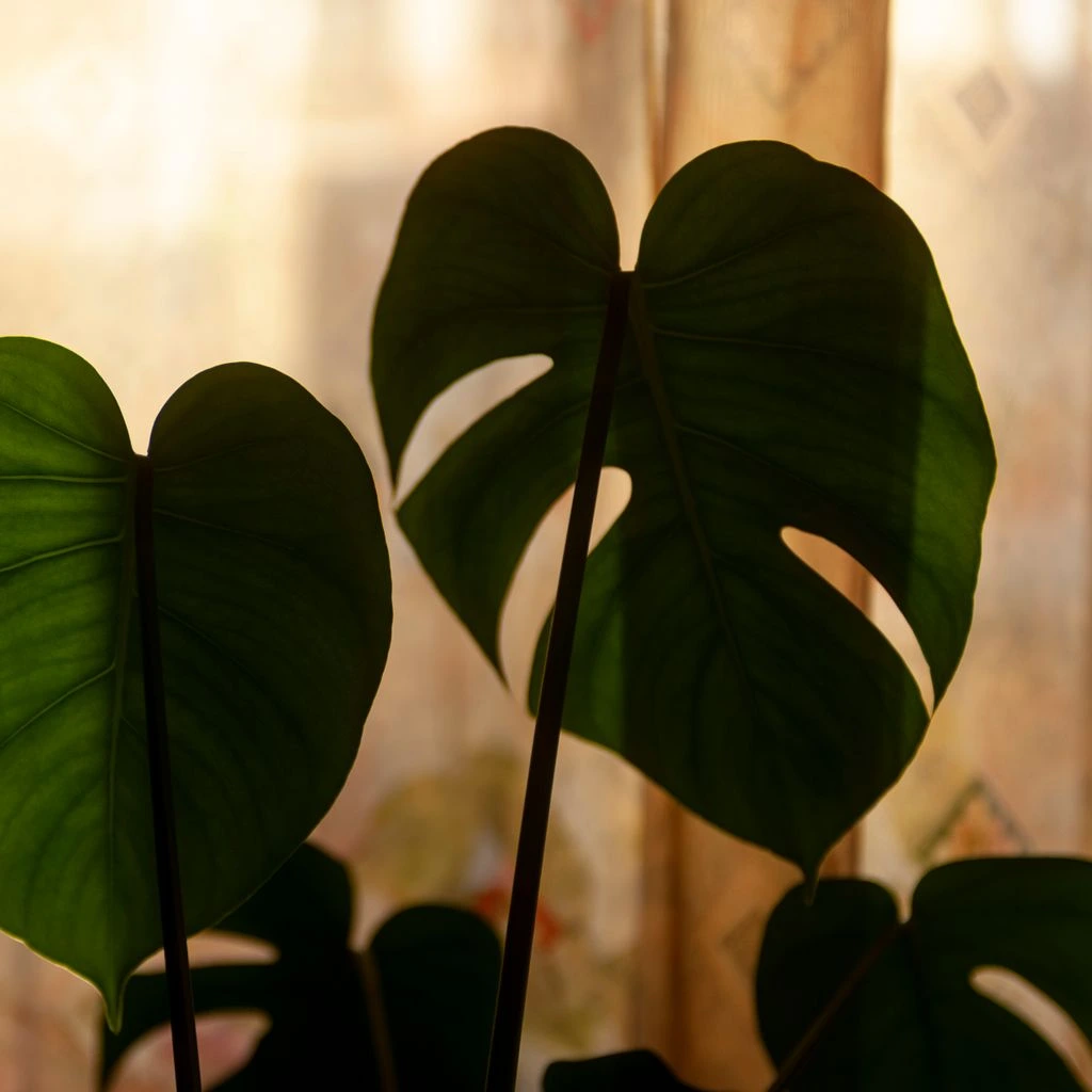 Monstera deliciosa als kamerplant