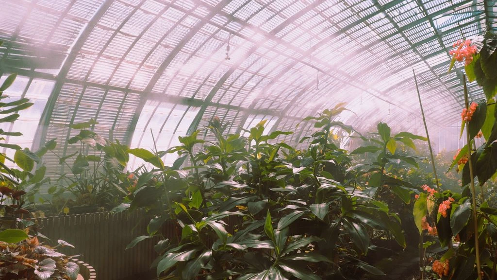 De tropische kas van 1.100 m² met bananen en heliconia's