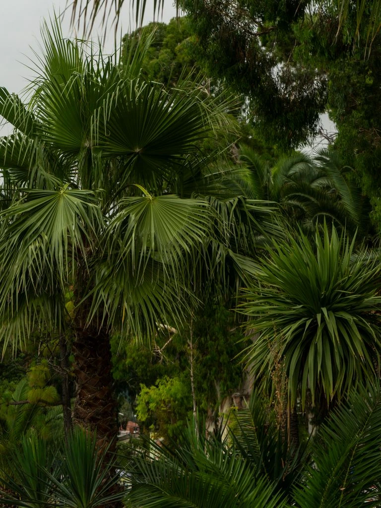 Trachycarpus fortunei in terracotta pot