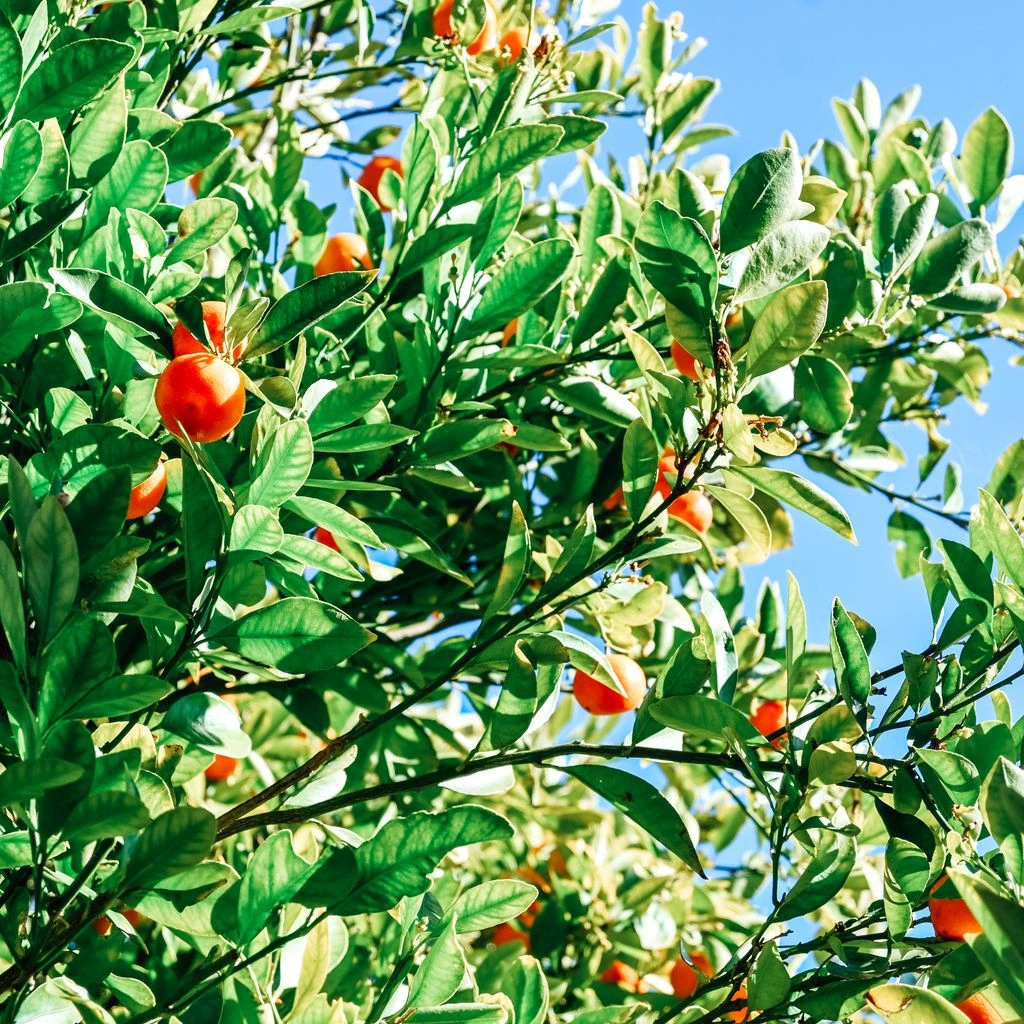 Citrusboom met rijpe vruchten