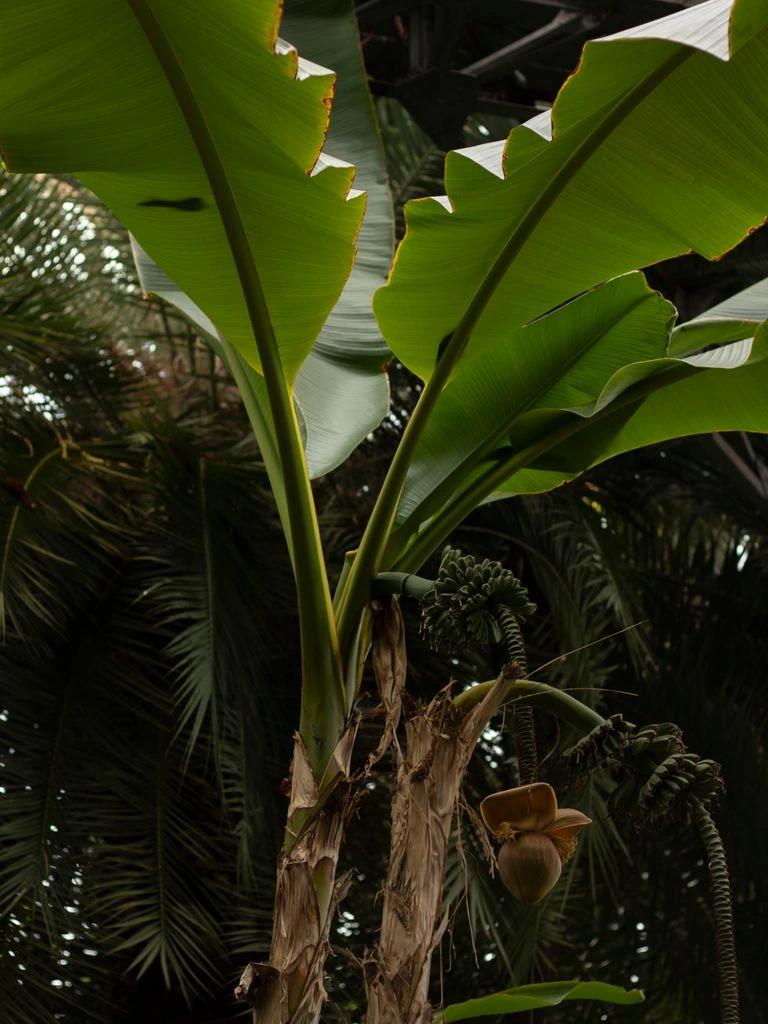 Musa basjoo bananenplanten in een verwarmde serre